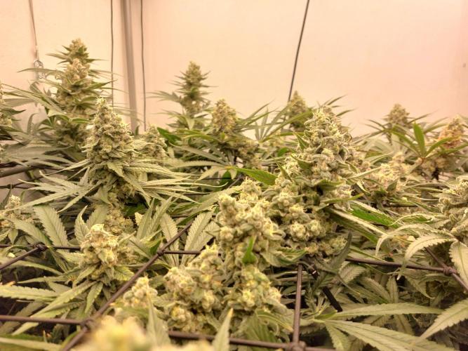 Monster Maker. Week 12