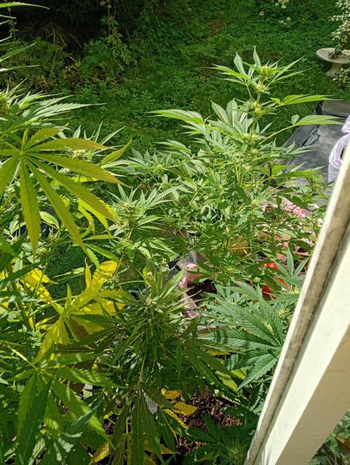Summer 2026. Week 3 - Autoflowers here on little "balcony"