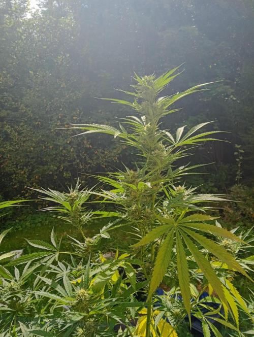 Summer 2026. Week 3 - Autoflowers here on little "balcony"
