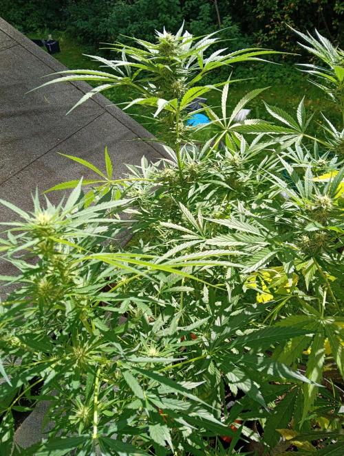 Summer 2026. Week 3 - Autoflowers here on little "balcony"