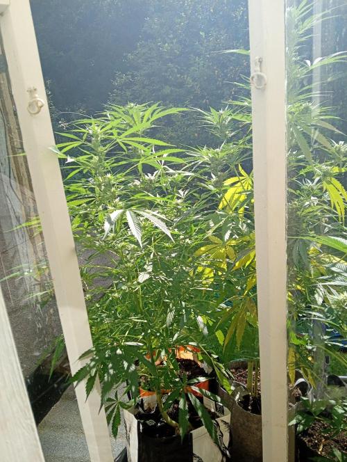 Summer 2026. Week 3 - Autoflowers here on little "balcony"