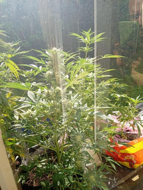 Summer 2026. Week 3 - Autoflowers here on little "balcony"