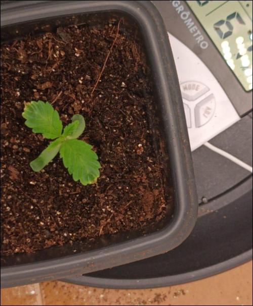 zkittlez. Week 1