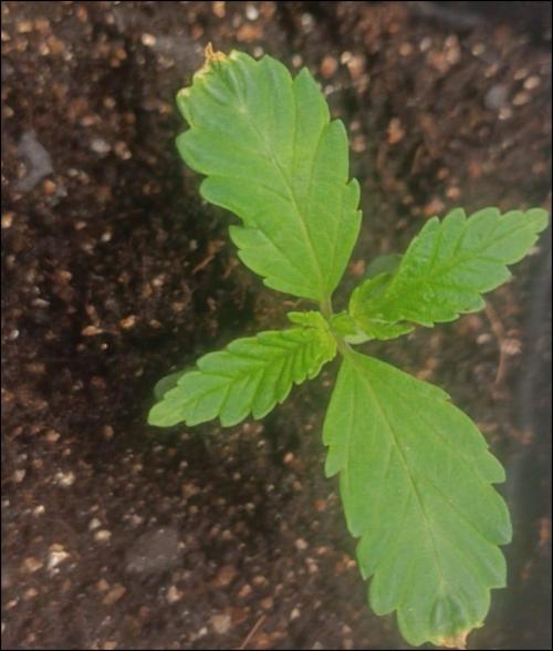 zkittlez. Week 1