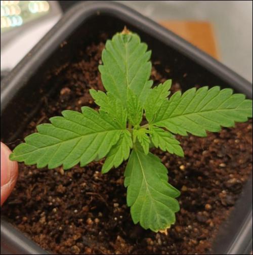 zkittlez. Week 2