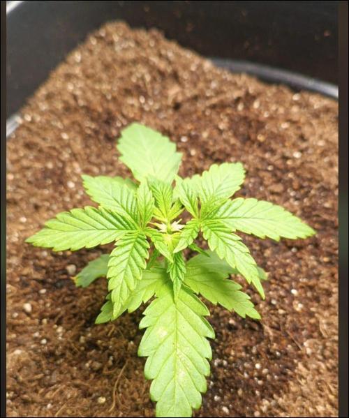 zkittlez. Week 2