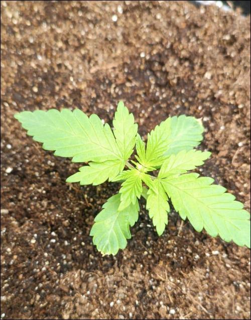 zkittlez. Week 2