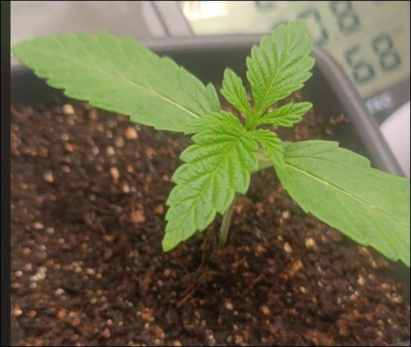 grape pie. Week 1