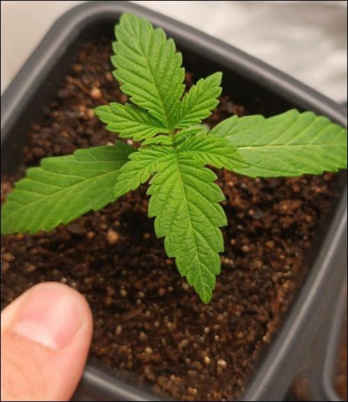 grape pie. Week 2