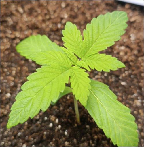 grape pie. Week 2