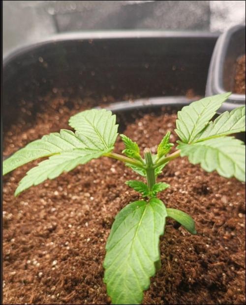 grape pie. Week 3