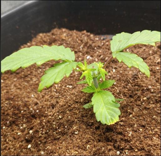 zkittlez. Week 3