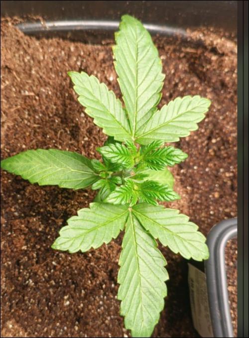 grape pie. Week 3