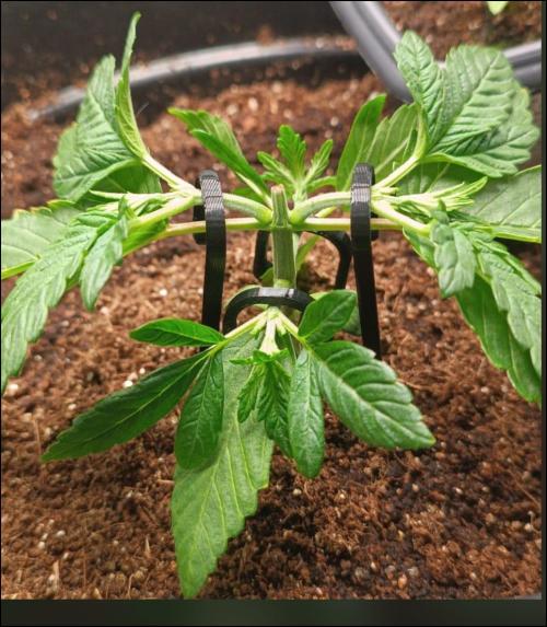 grape pie. Week 3