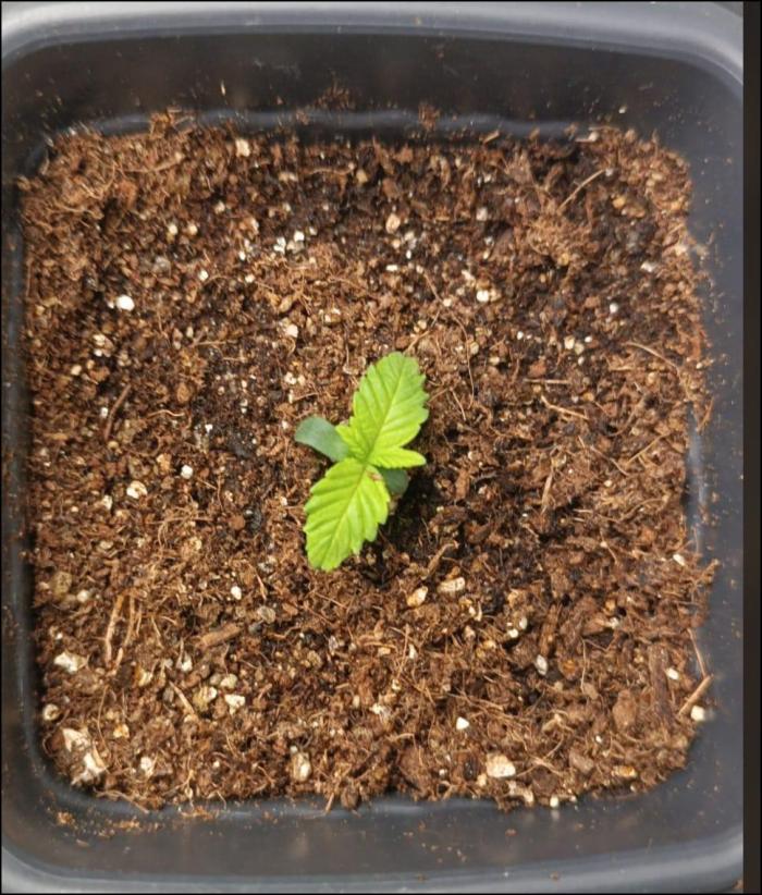tropical punch. Week 1