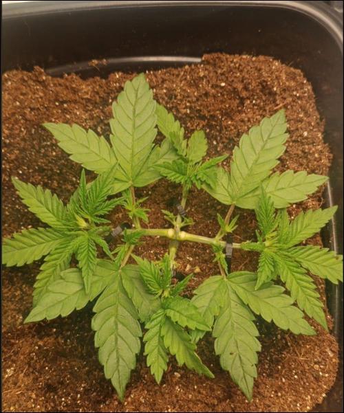 Grow Tent 80x80x160. Week 4