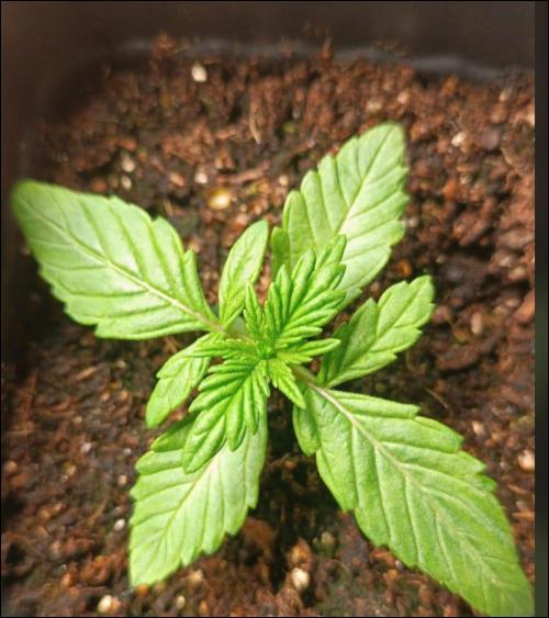 Grow Tent 80x80x160. Week 2
