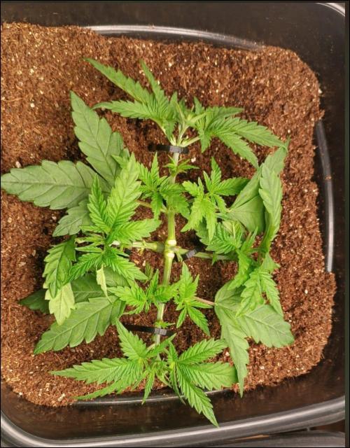 zkittlez. Week 4