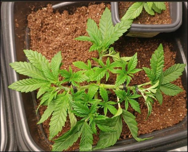 grape pie. Week 4
