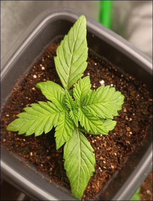 tropical punch. Week 2