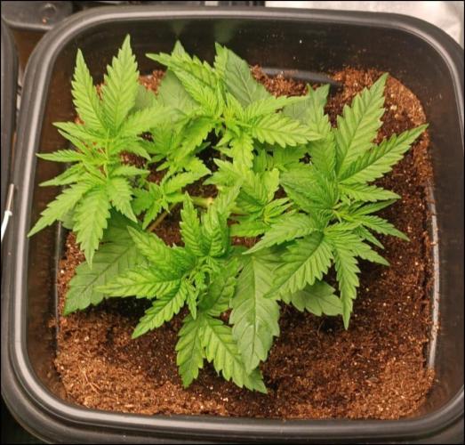 zkittlez. Week 4