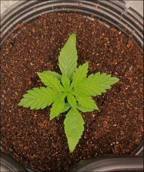 tropical punch. Week 2