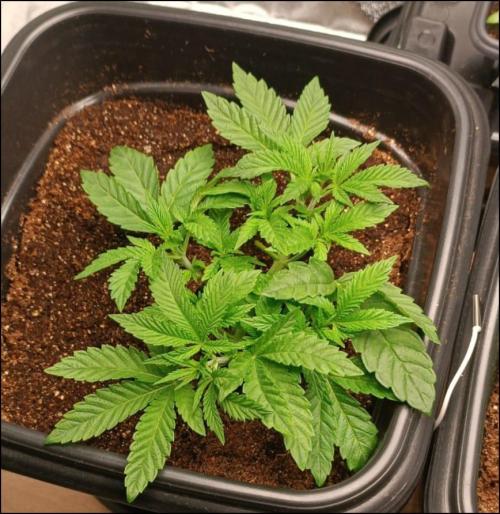 grape pie. Week 4