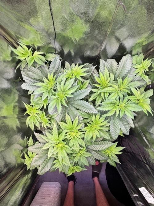 Solazo Compound Genetics. Week 3