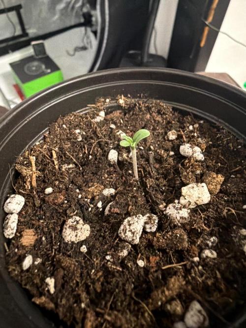 In House Genetics, Fall Grow. Week 0