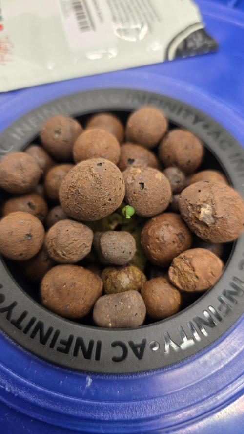 Fast Buds-gsa-gca. Week 0 - Guava Sundae peeping out!