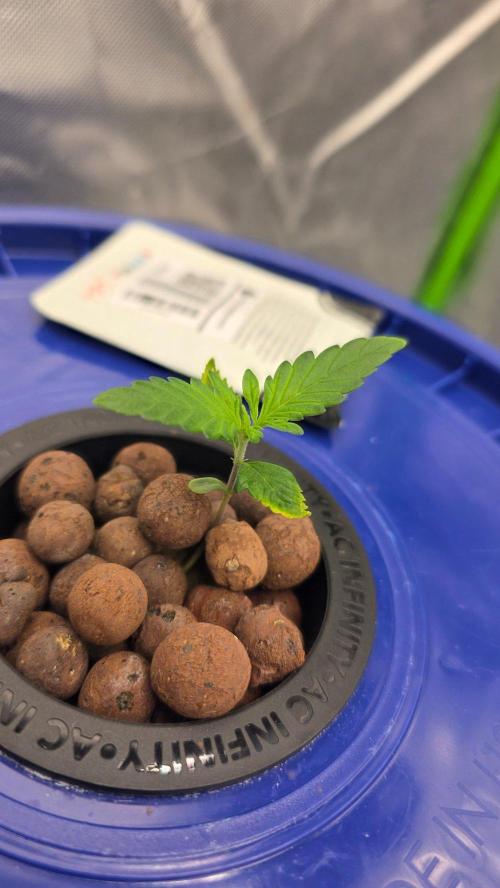 Fast Buds-gsa-gca. Week 1