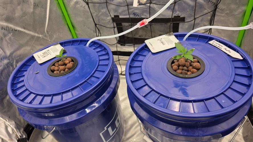 Fast Buds-gsa-gca. Week 1