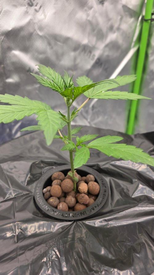 Fast Buds-gsa-gca. Week 1 - GC