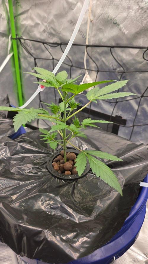 Fast Buds-gsa-gca. Week 1 - GS