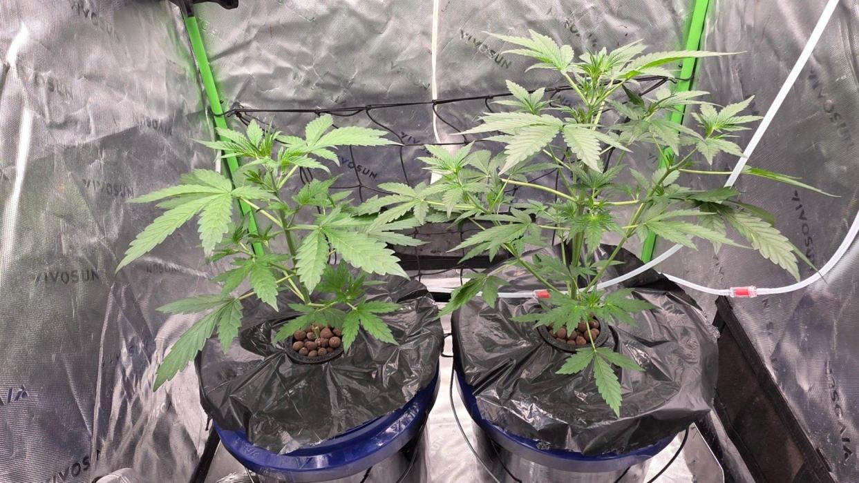 Fast Buds-gsa-gca. Week 2