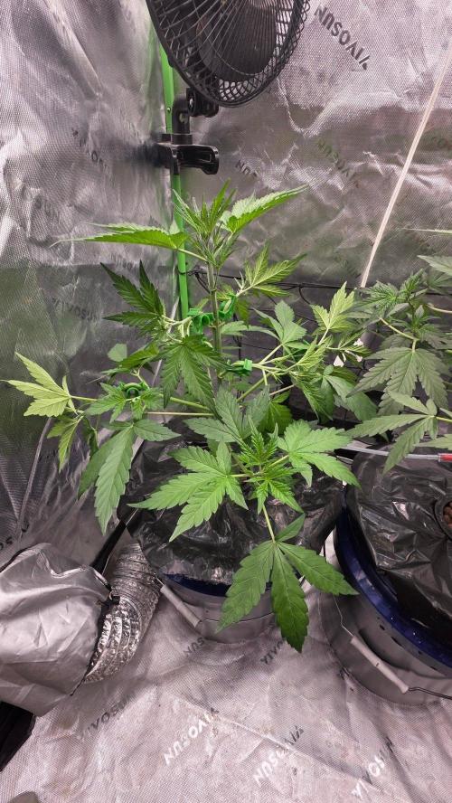 Fast Buds-gsa-gca. Week 3