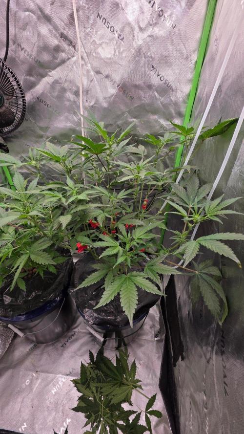 Fast Buds-gsa-gca. Week 3