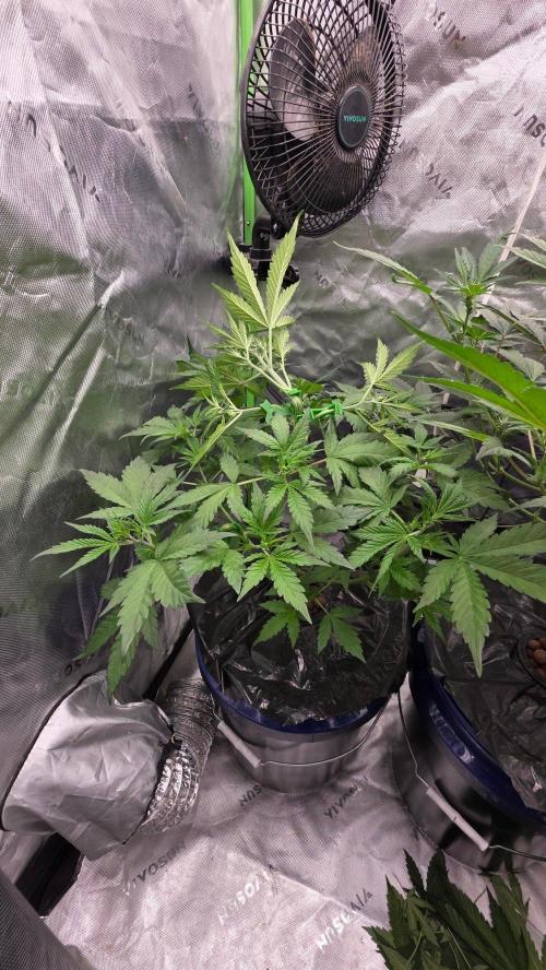 Fast Buds-gsa-gca. Week 3