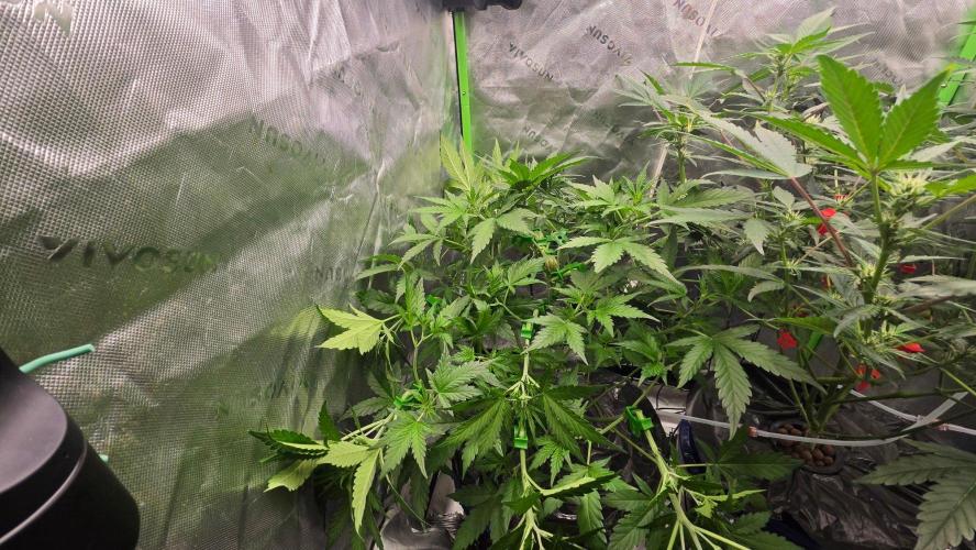 Fast Buds-gsa-gca. Week 4