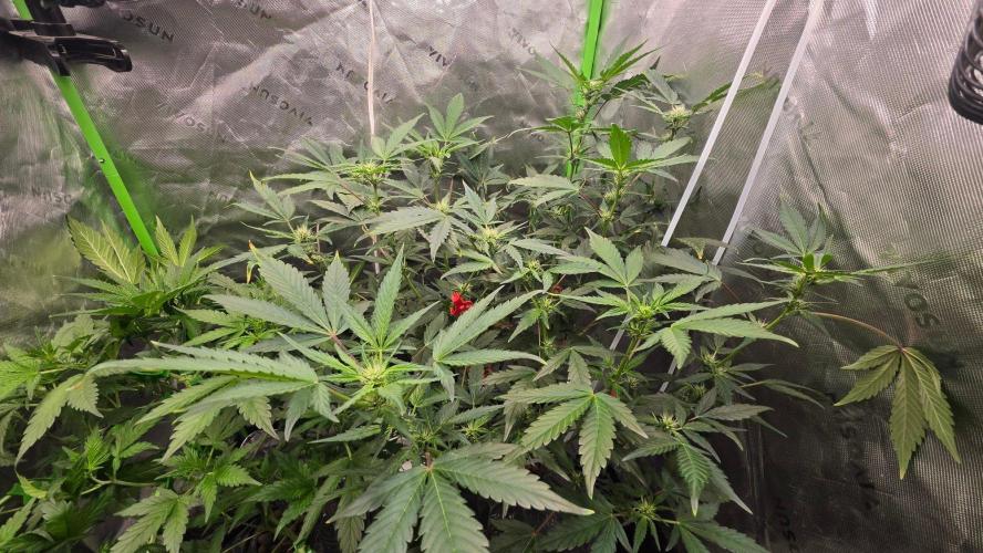 Fast Buds-gsa-gca. Week 4