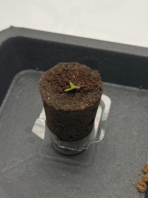 Cherry Poppers. Week 0