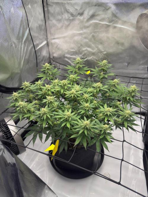 Cherry Poppers. Week 4