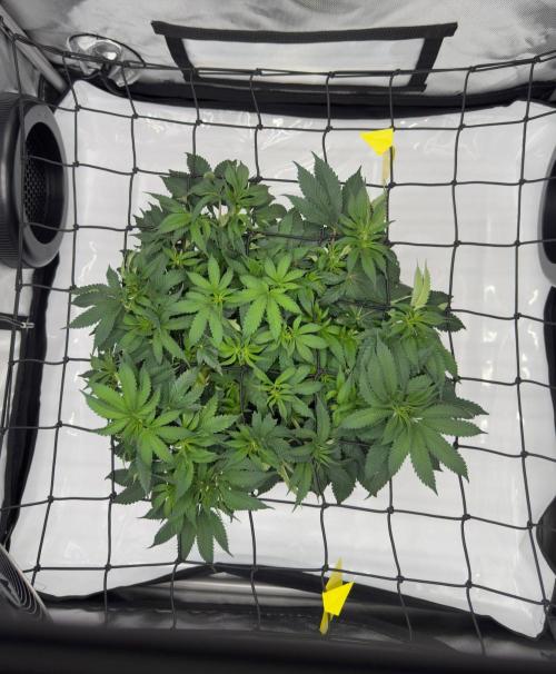 Cherry Poppers. Week 7