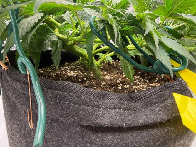 Barney's Farm Cherry Poppers. Week 5