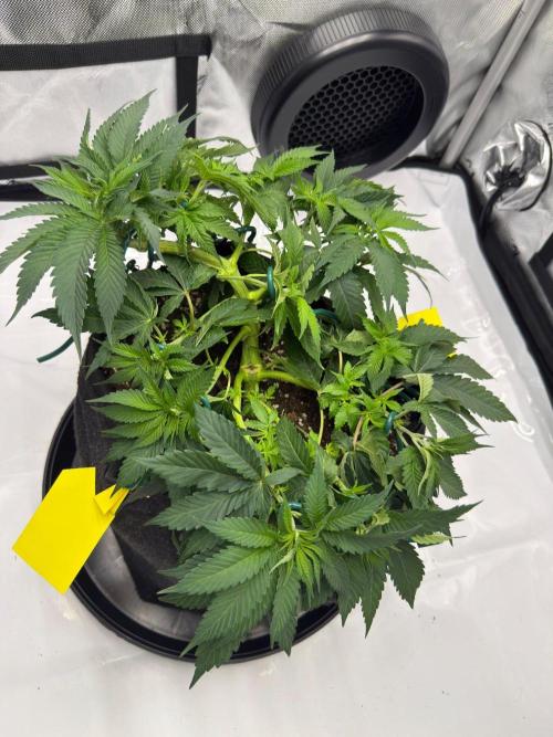 Barney's Farm Cherry Poppers. Week 5