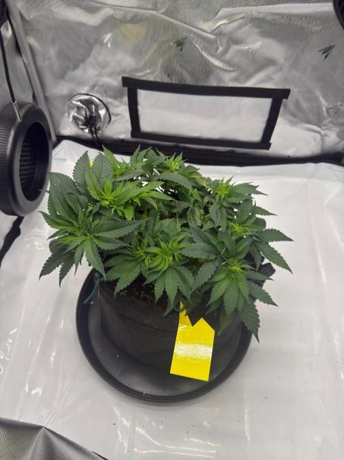 Barney's Farm Cherry Poppers. Week 5