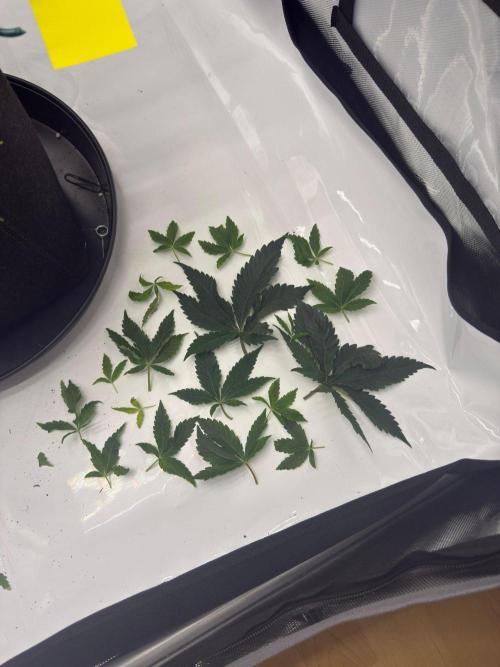 Barney's Farm Cherry Poppers. Week 5