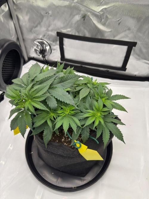 Barney's Farm Cherry Poppers. Week 5