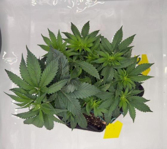 Cherry Poppers. Week 5