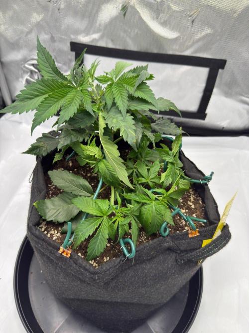Cherry Poppers. Week 4